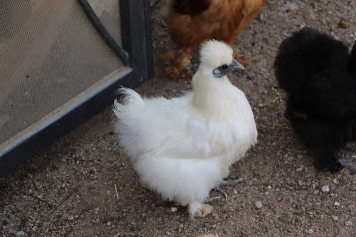 8+ Silkie Hatching Eggs