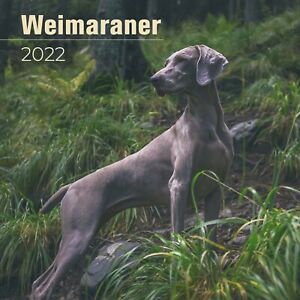 Weimaraner Premium Wall Calendar 2022 - Made in the USA!