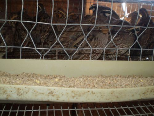 44+ Northern Bobwhite quail hatching eggs NPIP NOW &amp; AI CERTIFIED CLEAN