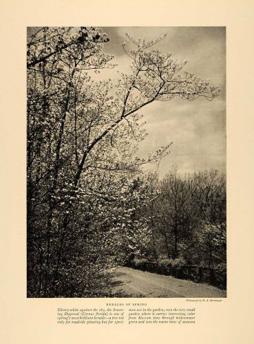 1927 print dogwood cornus florida spring garden foliage original historic ghb1 for sale