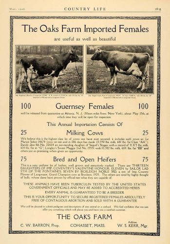 1926 Ad Oak Farms Guernsey Milking Heifers C.W. Barron - ORIGINAL CL6