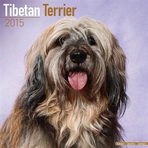 NEW 2015 Tibetan Terrier Wall Calendar by Avonside- Free Priority Shipping!