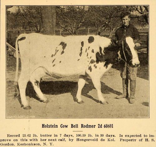 1907 Ad Holstein Hengerveld de Kol H Gordon Kerhonkson - ORIGINAL CG1