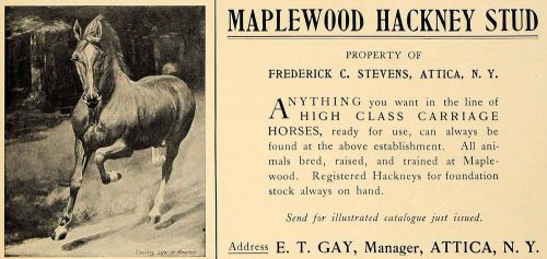 1905 Ad Maplewood Hackney Stud Horse Frederick Stevens - ORIGINAL CL4