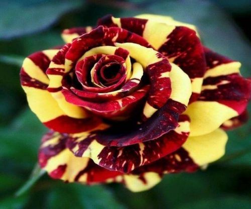 Fresh Rare ABRACADABRA ROSE (10 Seeds) Beautiful Striped Roses..WOW!!!!!!