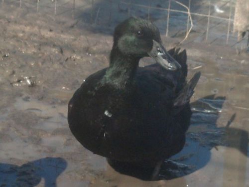 6 Black East Indie Call Ducks Hatching Eggs