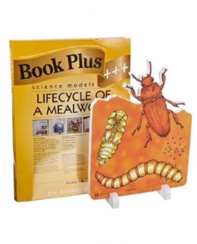 NEW Book Plus Lifecycle Of A Mealworm Foam Model  10&#034; x 14&#034; Size