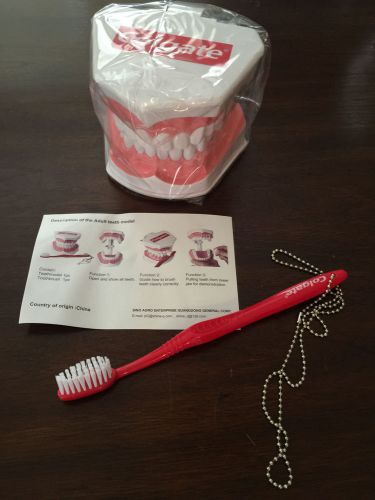 Colgate Tooth Model With Toothbrush Demostration Model For Proper Brushing