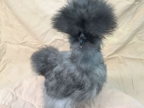8 + Bearded Silkie Hatching Eggs Assorted Colors  &#034;NPIP&#034;