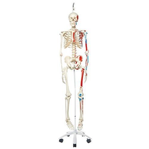 3b scientific a11/1 plastic human muscle skeleton model &#034;max&#034;, on hanging 5 foot for sale
