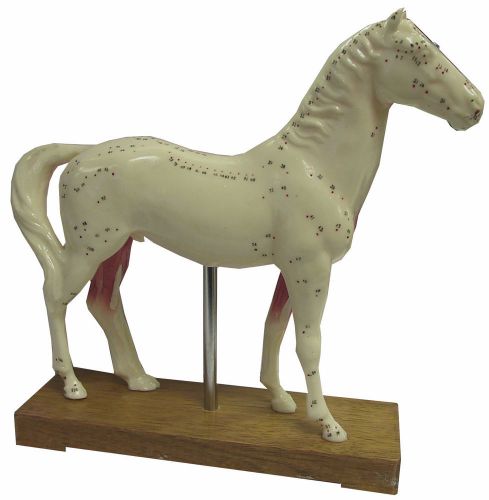 Horse model anatomy professional medical acupuncture xc-602- acupucture points for sale