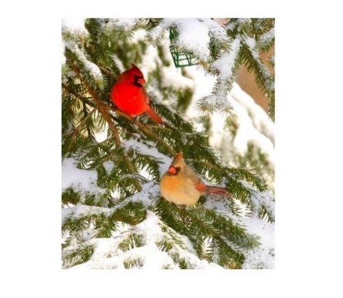 30 Personalized Return Address Labels Christmas Birds Buy 3 get 1 free (zz25)