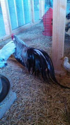 Fertile chicken hatching eggs: 12+ fly tie for sale