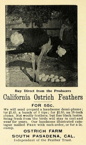 1899 ad pasadena california ostrich feathers pricing - original advertising los1 for sale