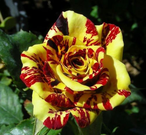 Very Rare Simsalabim Rose (10 Seeds)Beautiful Striped Roses.Hardy,WOW!, L@@K!!!!