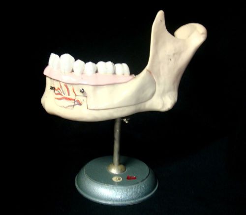 Vintage somso es4 lower jaw of an 18-year-old anatomical model es 4 dental for sale