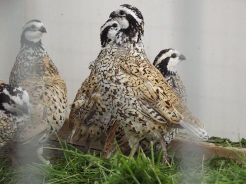 15 Mexican Speckled Bobwhite Quail Hatching Eggs, NPIP Flock, For Incubation