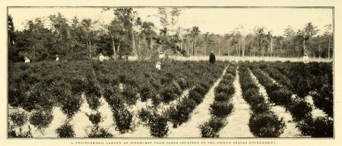 1898 Print Pinehurst Garden Seeds U S Government Gardening Planting CSM1