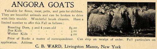 1907 Ad Angora Goats Doe Kids Wether Breeding Does - ORIGINAL ADVERTISING CL9