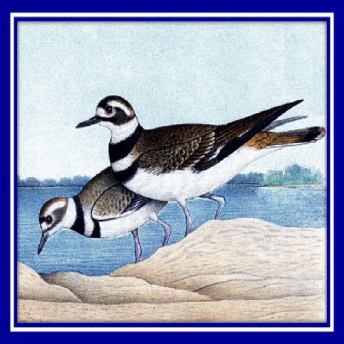 30 Custom Vintage Seabird Art Personalized Address Labels