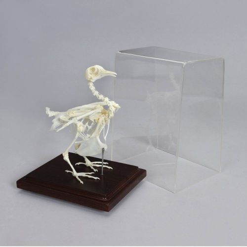 Rock Dove Skeleton Specimen Real Bone Articulated on Wood Base w/ Acrylic Cover