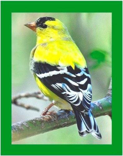 30 Custom Goldfinch Personalized Address Labels
