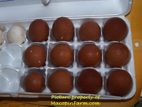 Standard french black copper marans hatching eggs 6+ bev davis blood line for sale