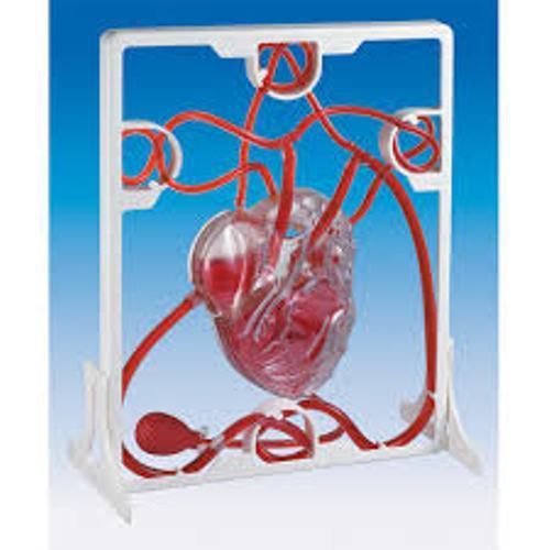 Pumping Heart anatomical Model  FREE SHIPPING