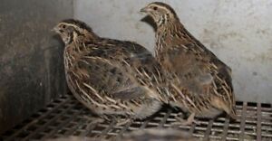 30 Jumbo Brown Coturnix Quail Hatching Eggs