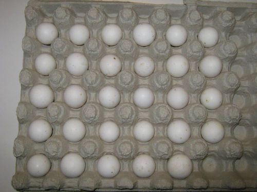 20 +  Fertile Georgia Giant Bobwhite Quail Hatching Eggs