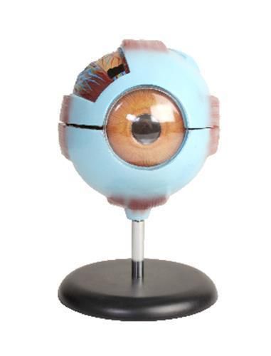 Eye model for sale