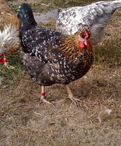 Swedish flower hen hatching eggs 12 npip or-368 for sale