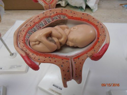Anatomy Womb Fetus Baby