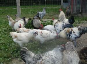6++Rare Mosaic Chicken Hatching Eggs (Gold Feather Farms Line)