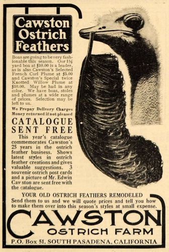 1911 ad feather boas french plume cawston ostrich farm - original em1 for sale