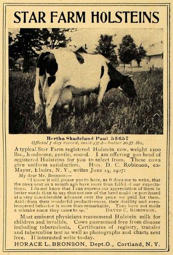 1907 ad star farm holstein cow horace l bronson mayor - original advertising cl8 for sale