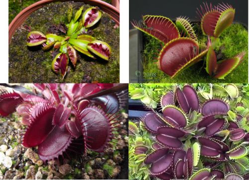 FRESH  RARE Venus Fly Trap &#034;Special Mix&#034; (10+ seeds) Carnivorous Plant, WOW!!!!