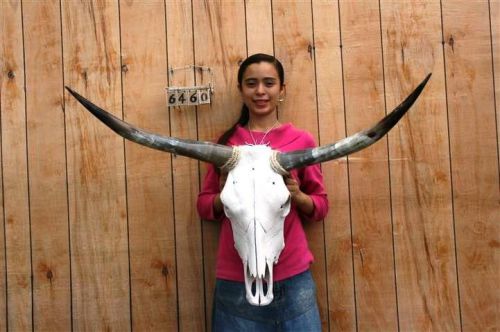 Steer skull long horns 3&#039; 7&#034; cow bull skulls horn h6460 for sale