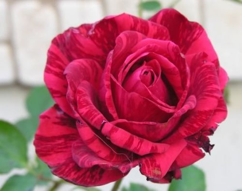 Very Rare Red Intuition Rose (10 Seeds)Beautiful Striped Roses.Hardy.WOW! L@@K!!