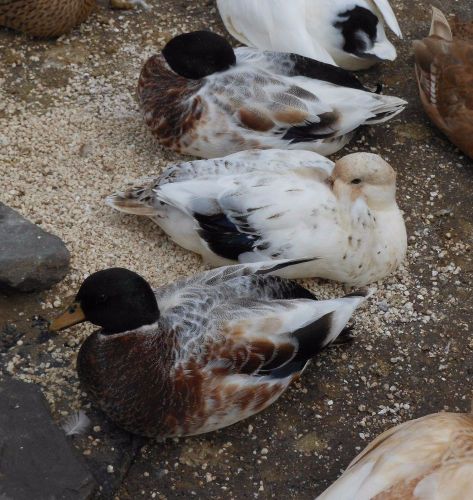 Call duck eggs 17 +++++ . from small calls ducks &amp; crested short beaks for sale