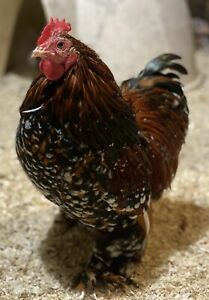 6+ Bantam Cochin Hatching Eggs Millie/Calico Smooth Frizzle