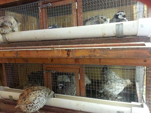 10 mexican speckled quail hatching eggs (available now)