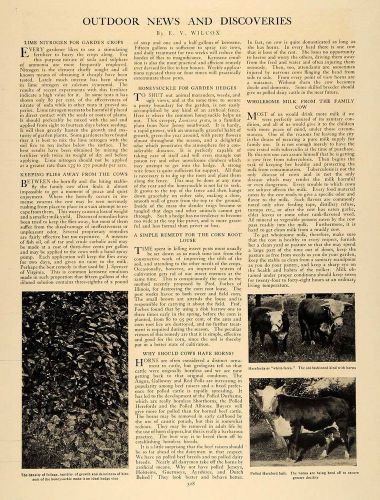 1906 Article Effective Outdoor Agriculture E. V Wilcox - ORIGINAL CL9