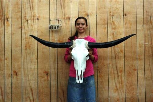 Steer skull long horns 4&#039; 3&#034; cow bull skulls horn h6468 for sale