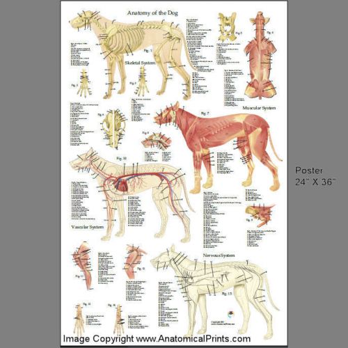 Dog Canine Veterinary Anatomy Poster 24 X 36 Wall Chart