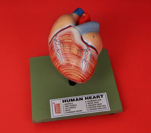 New Fiber Glass HUMAN HEART MODEL 2 PARTS on STAND - HUMAN ANATOMY - - Kayco