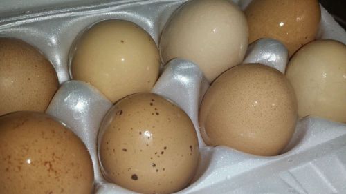 12 Barnyard Mix Fertile Hatching Eggs! Year Round!