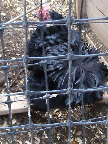 6 Frizzle/Smooth Bantam Cochin Hatching Eggs PLUS extras