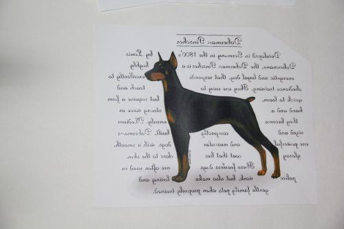 Package of 100 Full Color Heat Transfers Doberman Pinscher New in Package