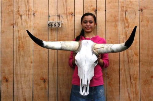 Steer skull and 2 ft 10&#034; in long horns cow longhorns h6469 for sale